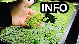 Salvinia Minima Aquarium Floating Plant [upl. by Enomrej98]