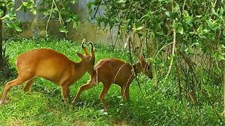 Muntjac Deer Behavior  Male Muntjac is trying to attract female Muntjac [upl. by Latrell544]