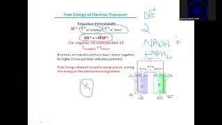 Bioenergetics story of mitochondrial ATP synthesis biochemistry mitochondria metabolism [upl. by Adamsun]