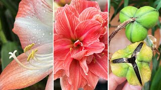 A Beginners Guide to Pollinating Amaryllis Flowers Seeds Formation Harvest and Sowing [upl. by Nodroj971]