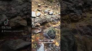 What causes this concretion layer prospecting nature geology creek uwharrie [upl. by Gnehc]