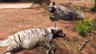 Meet The Striped Hyenas  The Lion Whisperer [upl. by Anirtek]