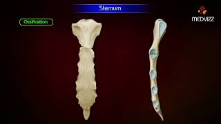 Sternum ‎Anatomy  Osteology  Animation  Parts  Location  Attachments and Clinical correlation [upl. by Einnoj]