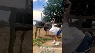 😹 Funny hilarious Ostrich animal disguise prank on Ostriches [upl. by Lewiss]