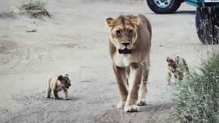 Baby Lionesses Go On Adventures With Their Mother Sound Of Safari [upl. by Lamej]