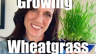 Wheatgrass Growing Indoors and How to Harvest and Eat It  Growing Your Indoor Garden 5 [upl. by Aicatsana]