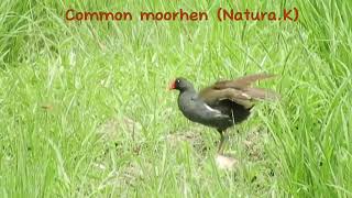 ရေကြက် Common moorhen [upl. by Conard390]