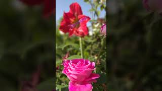 Beautiful flowers pahadi flower Uttarakhand live view Nice view Sitara video rose view [upl. by Nyleahs]