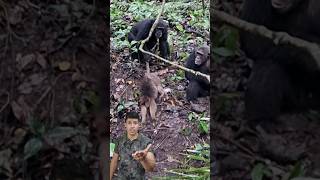 22 CHIMPANZÉ vs MACACO [upl. by Courcy]