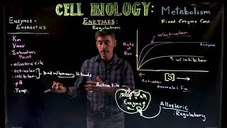 Enzyme Kinetics 2 Inhibitors and Activators [upl. by Kletter672]