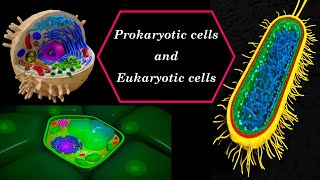 Prokaryotic cells and Eukaryotic cells [upl. by Gelya]