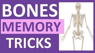 How to Learn the Human Bones  Tips to Memorize the Skeletal Bones Anatomy amp Physiology [upl. by Ihteerp301]