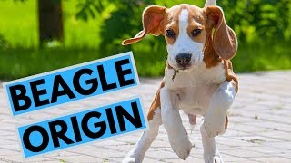 History of the Beagle Dog Breed [upl. by Aicatsanna]