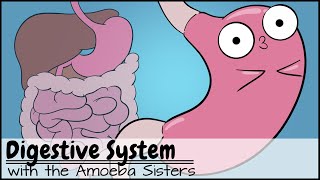 Digestive System [upl. by Jenesia]