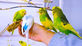 Budgie Sounds for Lonely birds to make them happy [upl. by Tanya]