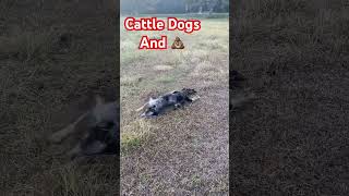 cattledog blueheelers cow cowdog rollinginpoooo tillmanfamilyfarms [upl. by Laenaj629]