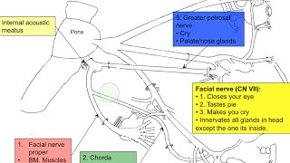 Cranial nerve VII [upl. by Nnylf]