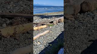 Tide coming in at Seacrest Beach in Qualicum Beach  3 hours in 2 minutes wwwwinterphoto2006com [upl. by Esirtal]