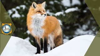 Red Fox Sounds Sounds Foxes Actually Make [upl. by Esch]