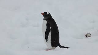 Gentoo Penguins [upl. by Sidnac]