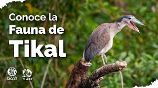 Conoce la Fauna de Tikal [upl. by Pickar]