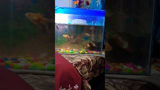 Beautiful sharks 🦈 fish fishtankvlog petsvlog shorts [upl. by Anerat]