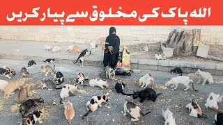 Hungry cats videobilliyon ki video [upl. by Trauts]