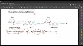 L48 Glycogen Metabolism R [upl. by Niltac16]