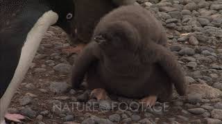 Aggressive Adelie Penguin Chicks Fed By Parent [upl. by Baxie]