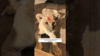 This woman adopted a orphaned baby lion and then this happened animalshorts shortvideo [upl. by Acim118]