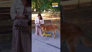 ANJING PENYELAMAT [upl. by Crescin451]