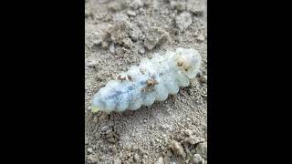 Cicada killer wasp larvae [upl. by Hairym]