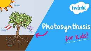 Photosynthesis for Kids  What Is Photosynthesis  Twinkl USA [upl. by Katha]