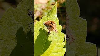 Minois dryas butterflydryad nature butterfly injured viralsong loveisgone habitat insects [upl. by Mroz]