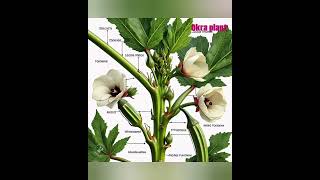 OKRA PLANT BENIFITS AND DETAILEDINFORMATION OrganicMandya1 AkshayakalpaOrganic okra farming [upl. by Walworth]