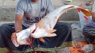 Amazing Giant Wallago Attu Koral Fish Cutting In Dhaka Fish Market  Fish Cutting Skills [upl. by Draner]