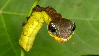 Snakemimic caterpillar Hemeroplanes triptolemus Sphingidae [upl. by Azriel739]