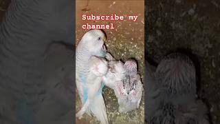 Australian parrot breeding season parrot budgies birds pets [upl. by Ratep]