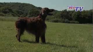 Irish Red Setter Informationen zur Rasse [upl. by Niko]