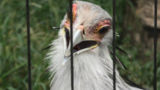 ヘビクイワシ 東武動物公園 2020年9月18日 [upl. by Aland175]