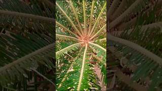 Cycas plant propagationcycasd pup removal propagationviralshorts vlog [upl. by Nekial]