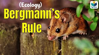 Bergmanns Rule  CSIR NET ECOLOGY [upl. by Teerpnam]