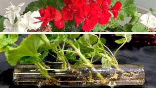 Geranium Propagation New And Effective Method [upl. by Spieler]