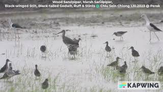 Blacktailed Godwit Ruff Wood Sandpiper  Chiu S C DSCN4841 [upl. by Euqinemod]