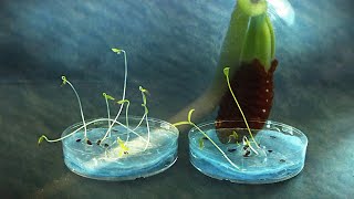 Lacy Phacelia seed germination timelapse [upl. by Silado]