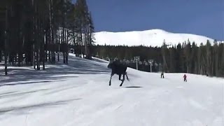 Moose races snowboarders down ski resort mountain [upl. by Kermy178]