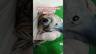 Falcon Pseudomonas Infection viralshort funny shorts [upl. by Antonietta]