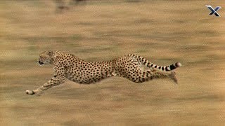 The Cheetah is the Fastest Animal in the World [upl. by Nylhsoj]