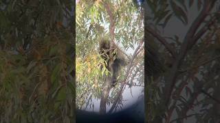 PORCUPINE EATING IN TREE [upl. by Ralli254]