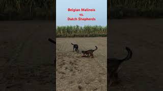 Belgian Malinois vs Dutch Shepherds [upl. by Nhtanhoj]